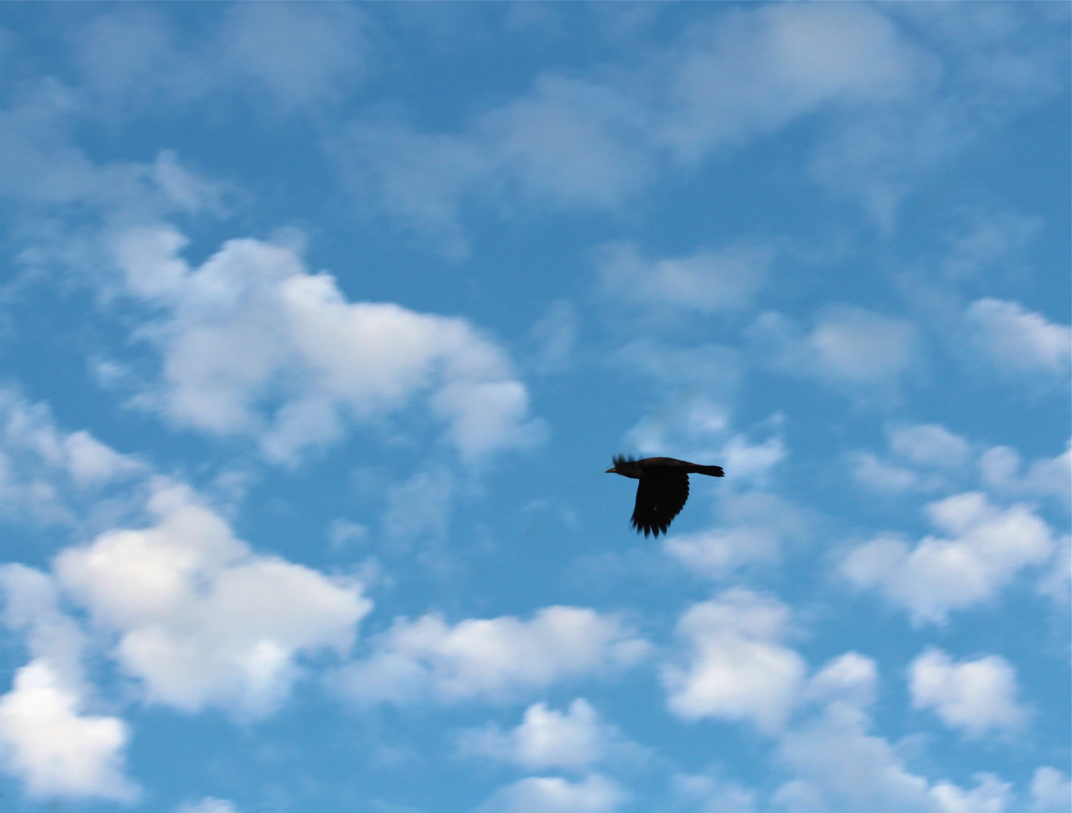 a large bird flying through the blue sky