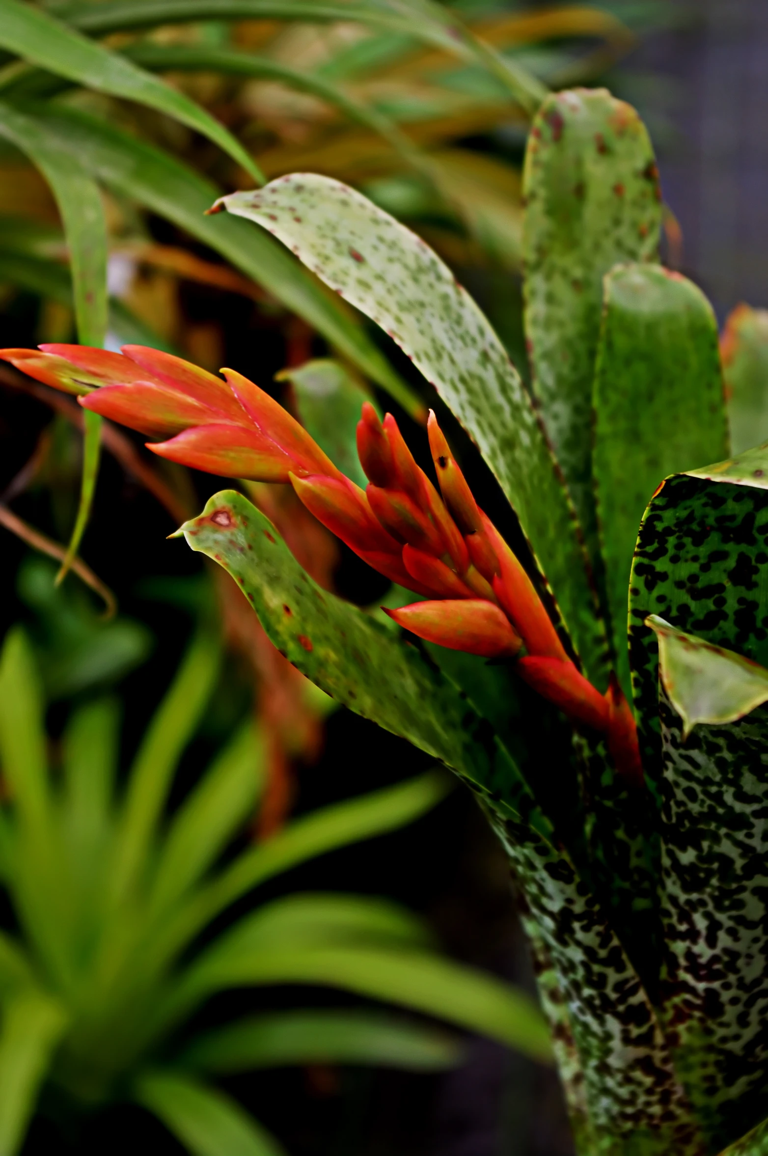 closeup of an exotic flower on a green plant