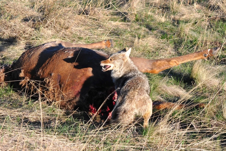 two brown bears in a field with one laying down