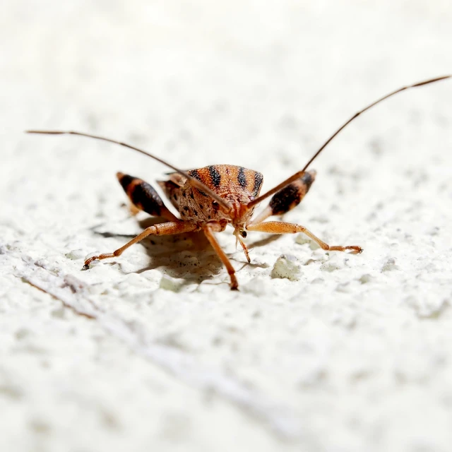 a close up of a bug on white sand