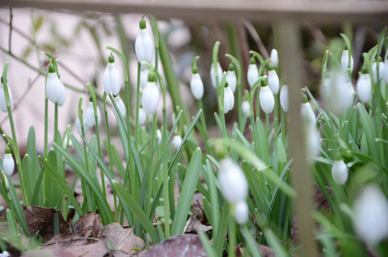 white flowers with green leaves in the middle of some ground