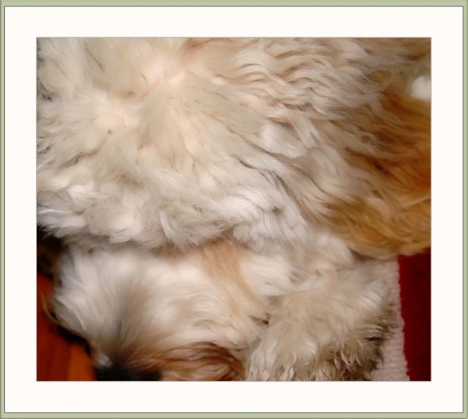 an fuzzy little white dog laying down on top of a red pillow