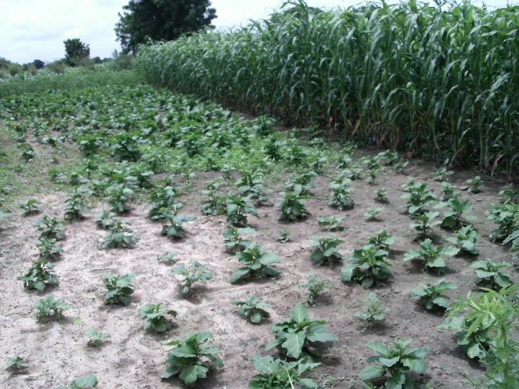 rows of plants growing in an unpaved field