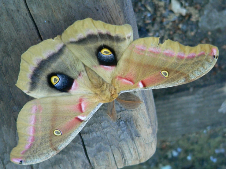 a moth sitting on a wood post looking at the camera