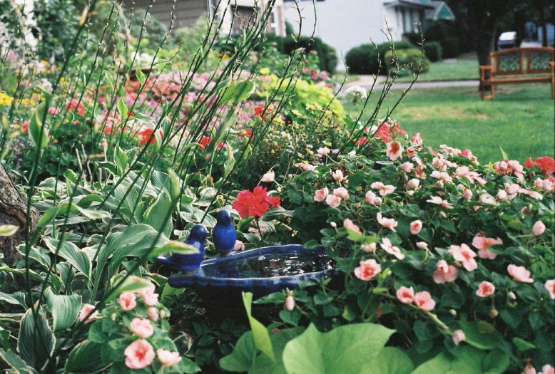 the plants are full of colorful flowers in the yard