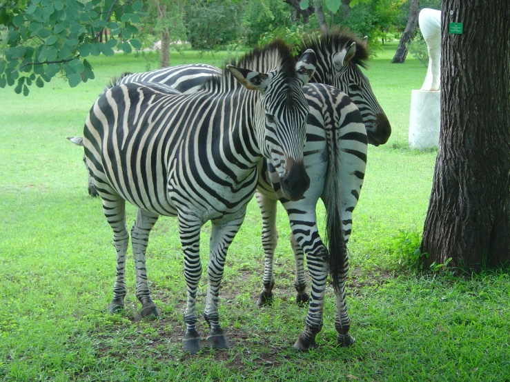 two zes on a grassy area near a tree