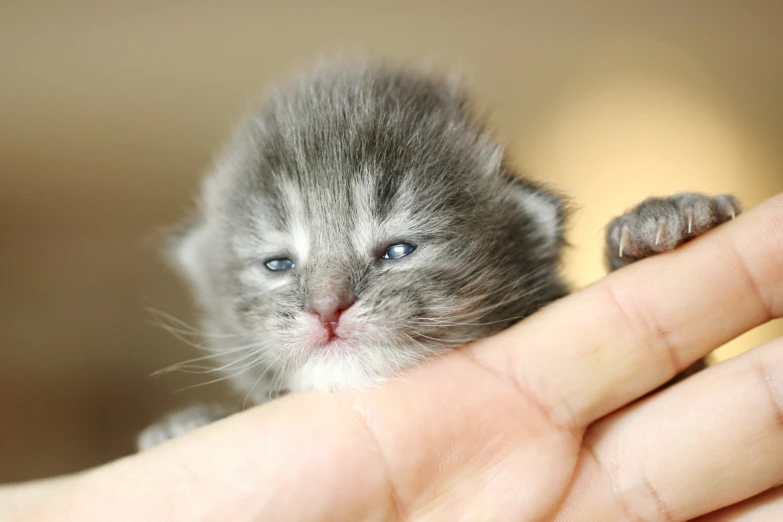 a small kitten is being held in its hand