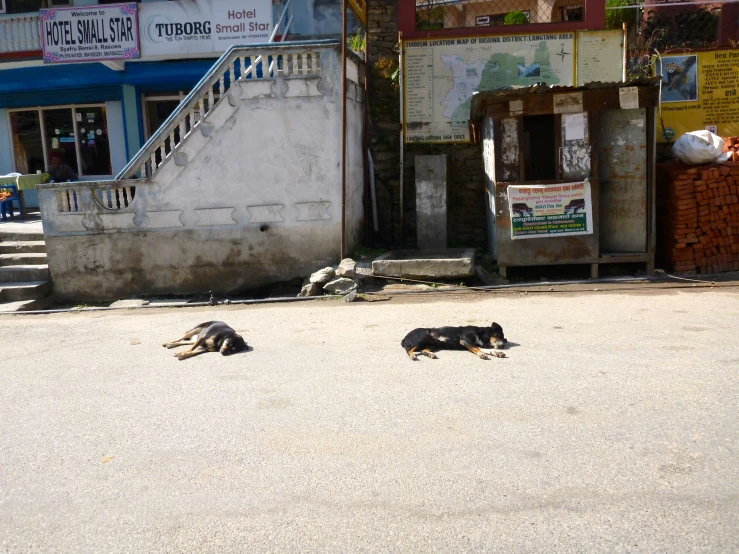 two sleeping dogs laying outside next to an alleyway
