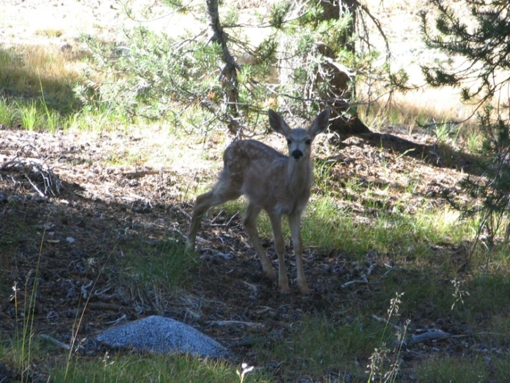 the fawns were walking around the woods for us to know