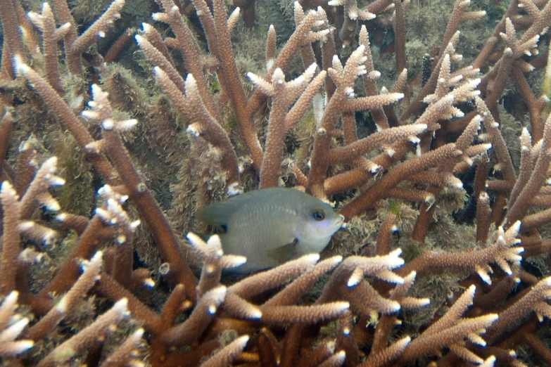 a small blue fish is swimming through some water plants