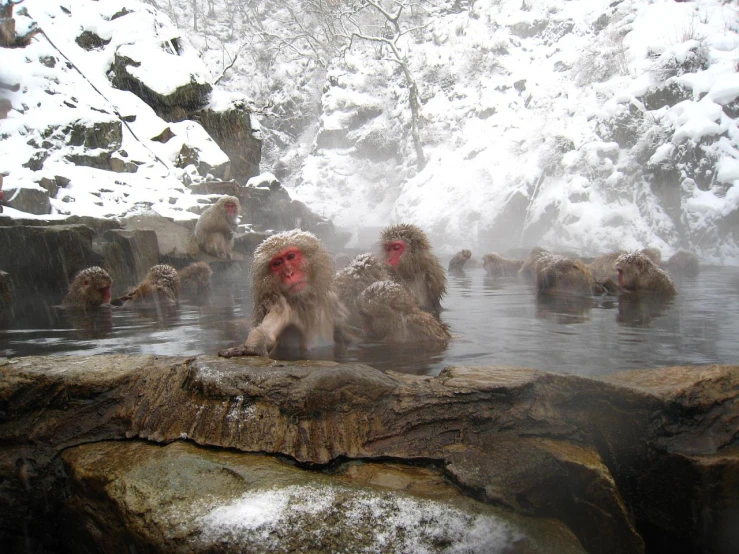 the monkeys are relaxing in the water during the snowstorm