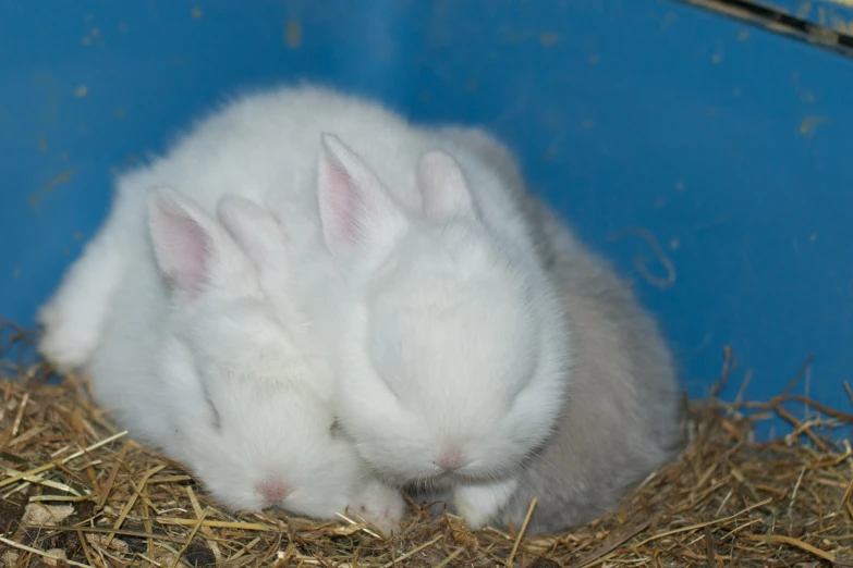 two rabbits cuddle in the straw at the petting zoo