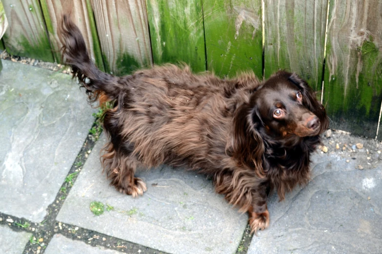 the dog is sitting outside on the tiled floor