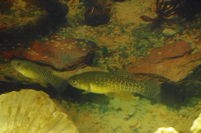 a large group of fish swimming in a pond