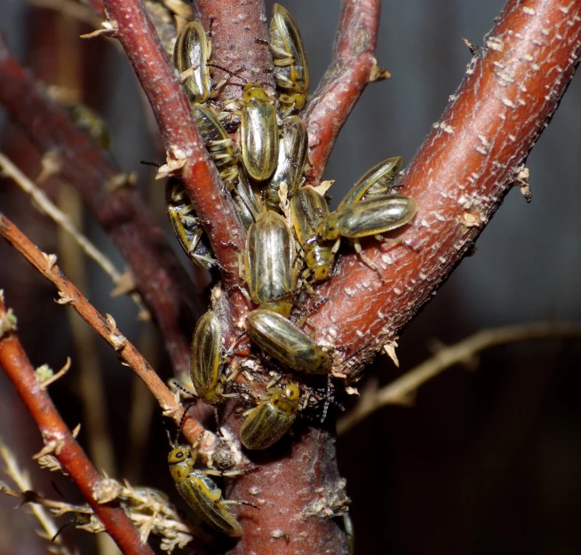 a group of bugs are climbing on a tree