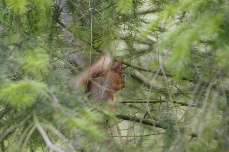 an image of a squirrel hiding in a tree
