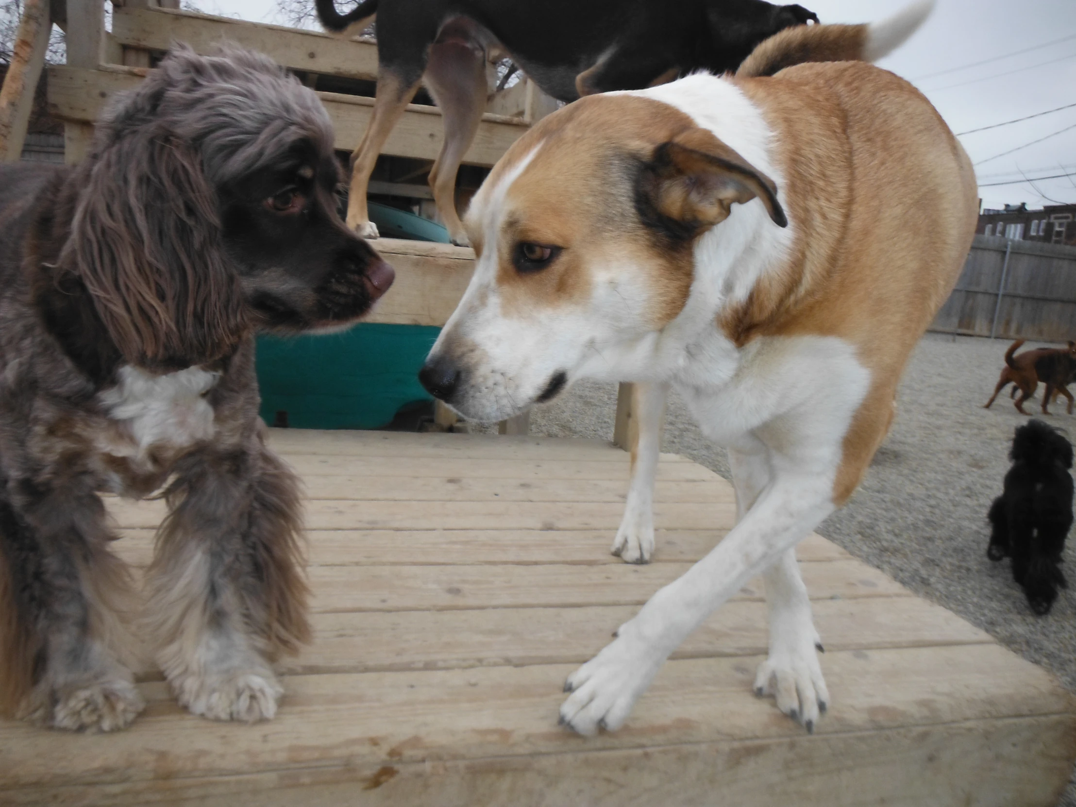 two dogs with their heads in each others mouth