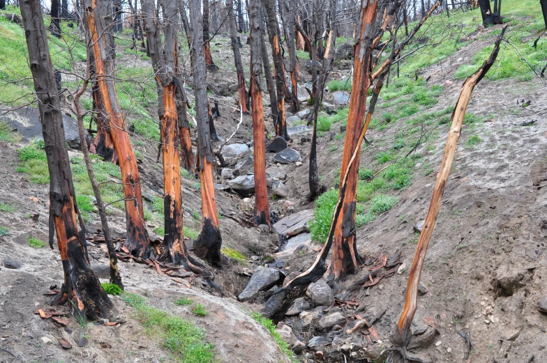 several trees that are dying apart and dead