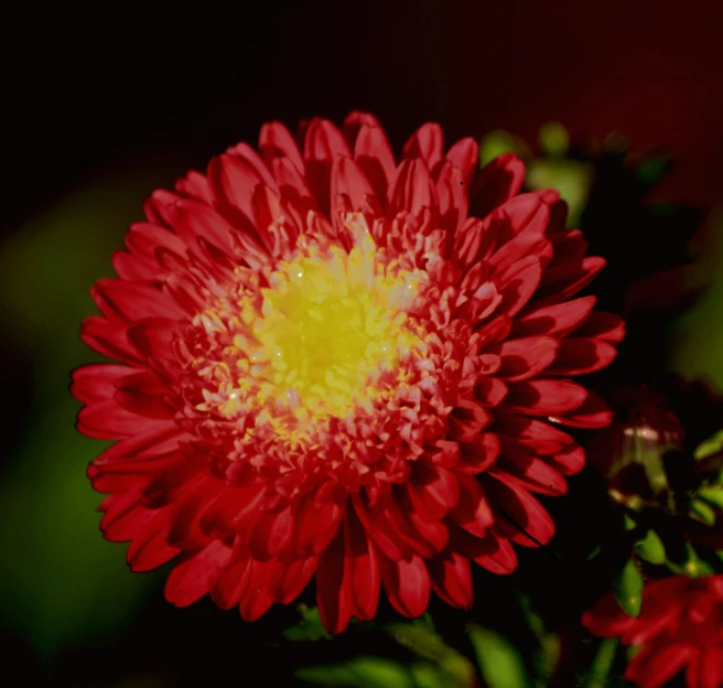 bright red flower is shown in front of dark green foliage