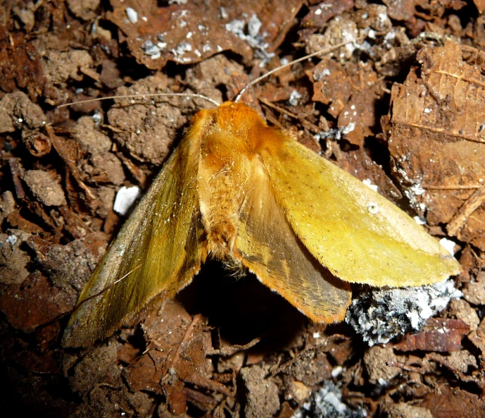 a very bright yellow colored moth sitting on a dirt ground