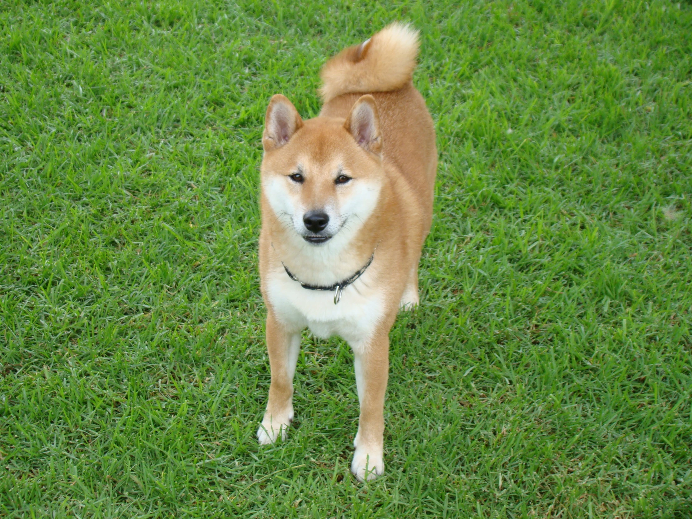 the dog is on the grass with his ears up