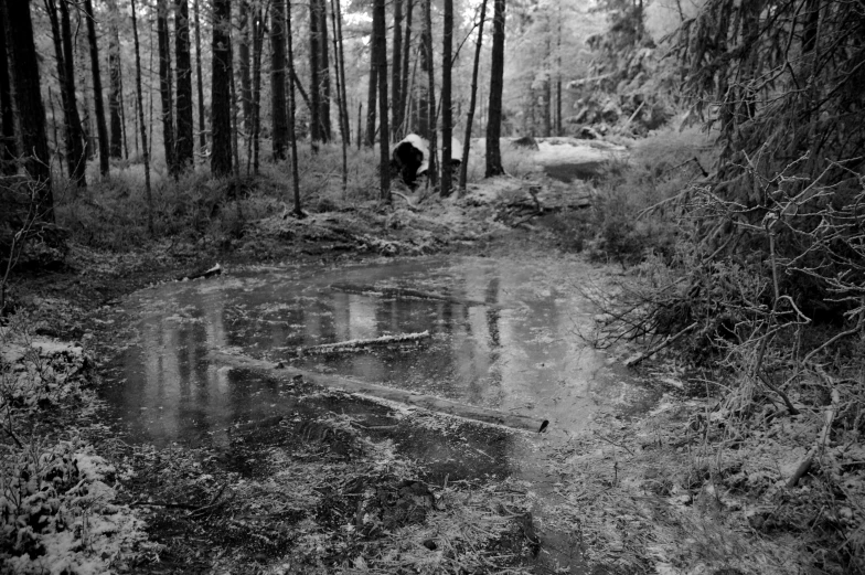 a black and white po of a swamp