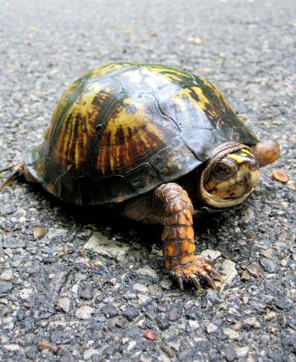 a small turtle standing in the middle of the road