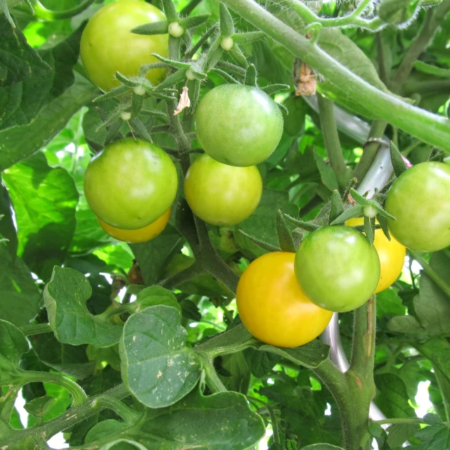 a bush of fruit growing on the stems of trees