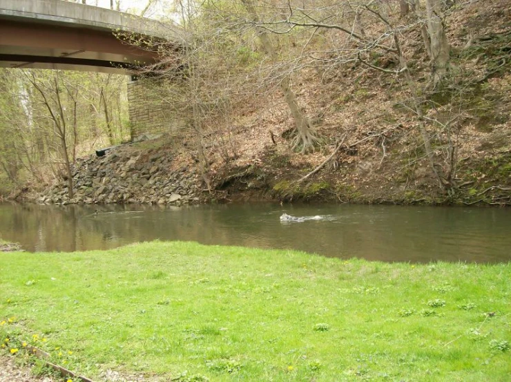 a small duck that is swimming in the water