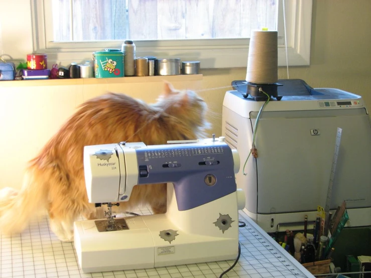 an orange cat stands on a kitchen counter as someone uses a sewing machine