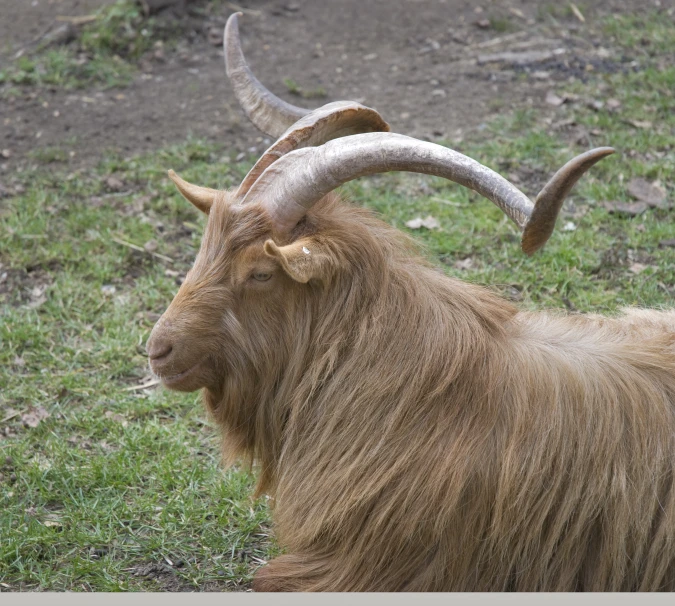 there is a goat that has some long horns