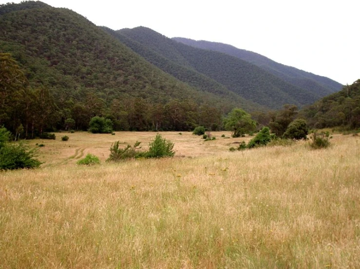 grassy field with brown trees and hills in the background