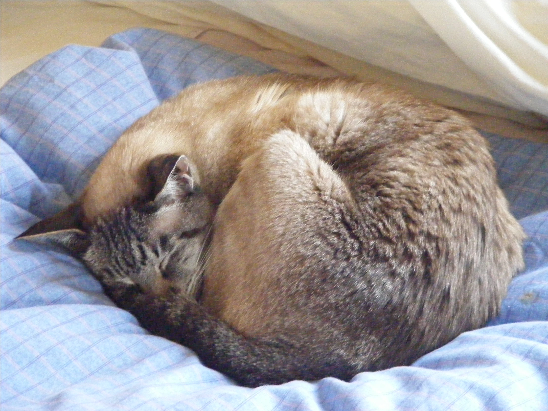 a cat sleeps curled up on a blue comforter