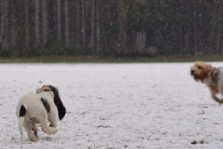 a pair of dogs are running through the snow
