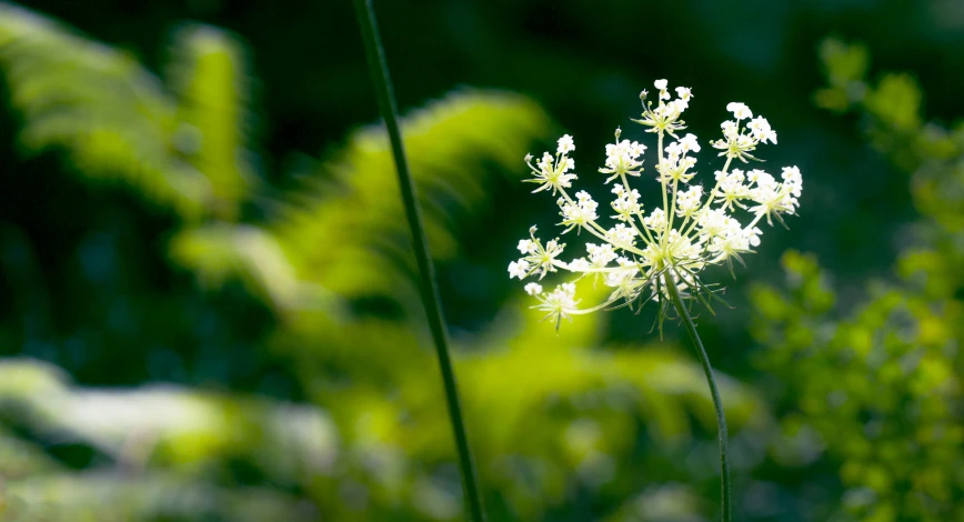 a single white flower on green grass