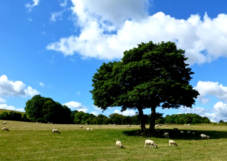 a herd of animals eating in the field next to a large tree