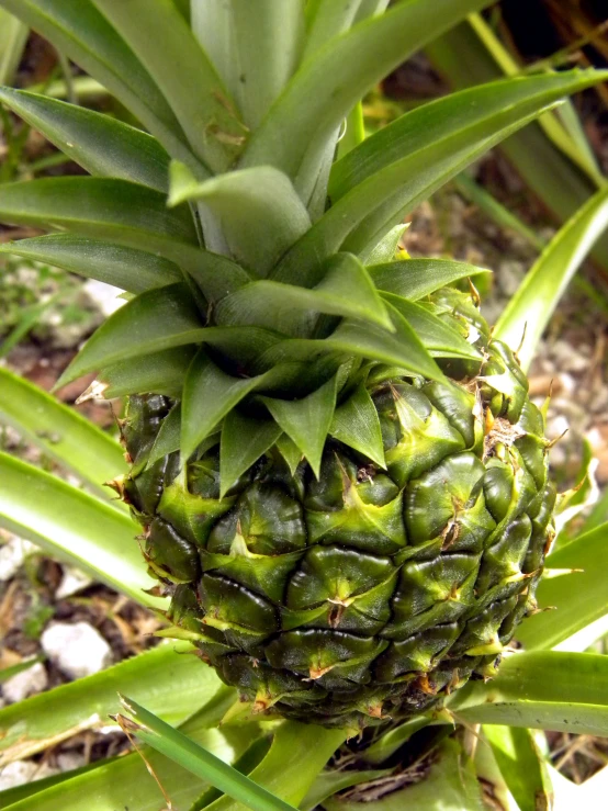 a pineapple still on the stem of a tree