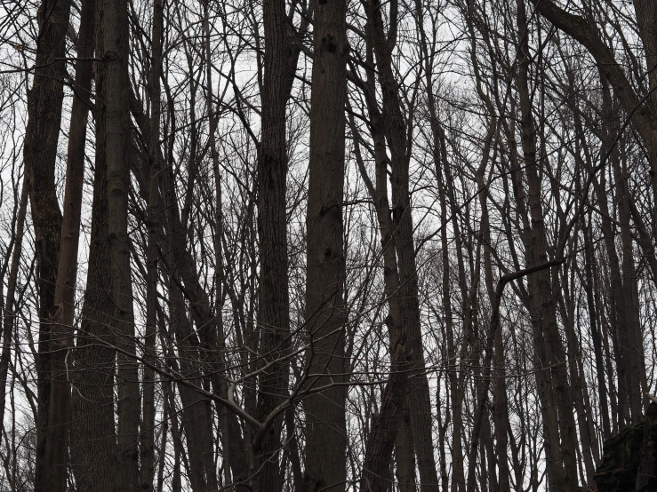 trees with lots of leaf on it in a forest