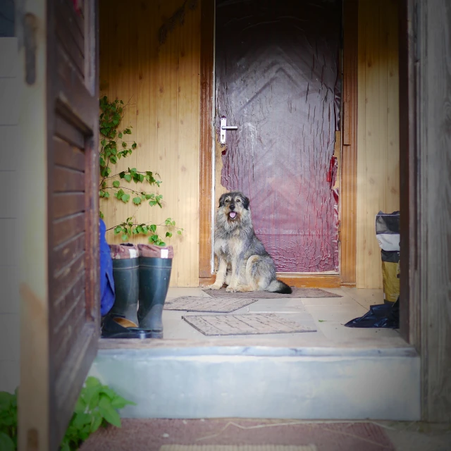 a german shepard sitting in the entry way