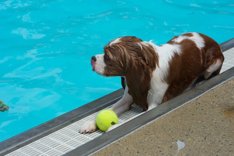 a brown and white dog is near a swimming pool with a yellow tennis ball