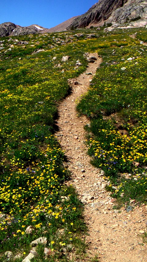 the trail going through an open field on the mountain