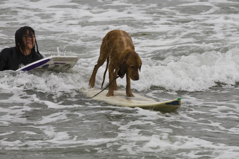 a dog on a surfboard next to a woman