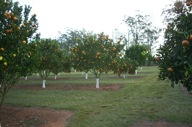many oranges that are in the trees