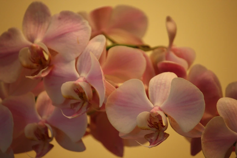 the delicate, pink orchid was pographed in this image