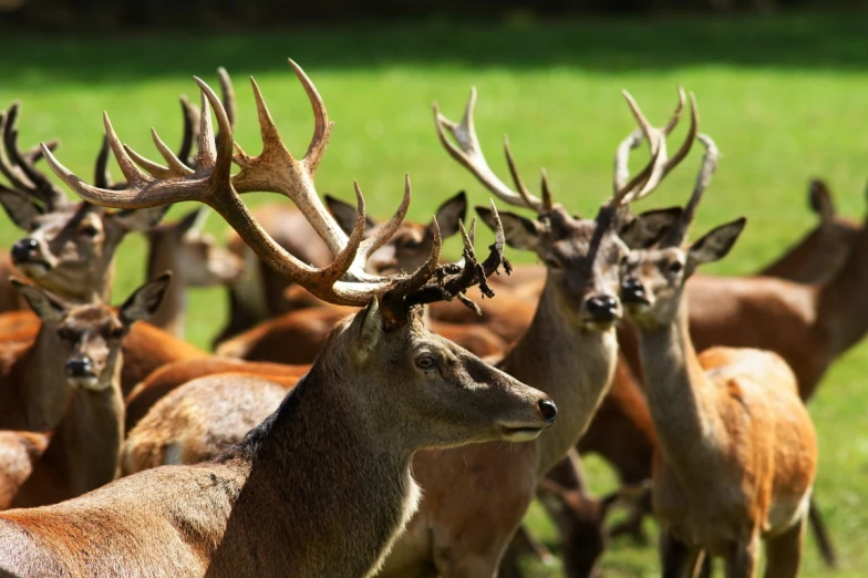 a herd of deer with antlers are standing in the grass