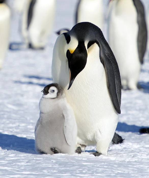 a penguin is kissing a penguin standing in the snow