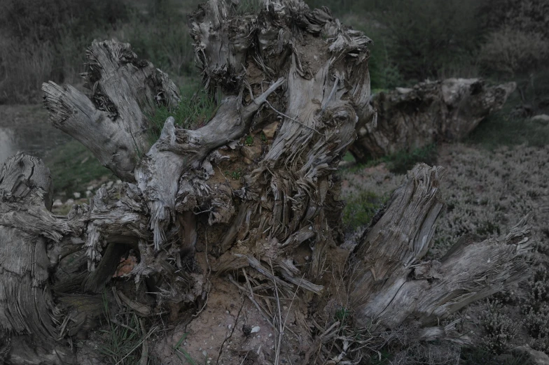 a rotten and dying tree in a grassy area