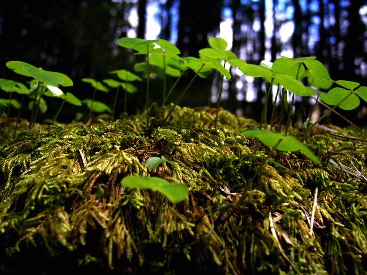 moss covered with leaves and weeds growing in a forest