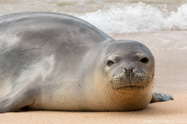 a sea lion rests on the sand in the sunlight
