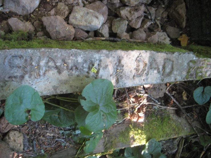 a plant on the edge of a stone wall